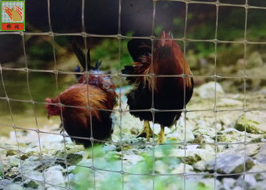 透明なプラスチック家禽の網、プラスチック家禽の網、囲う金網の網タイの鶏の網